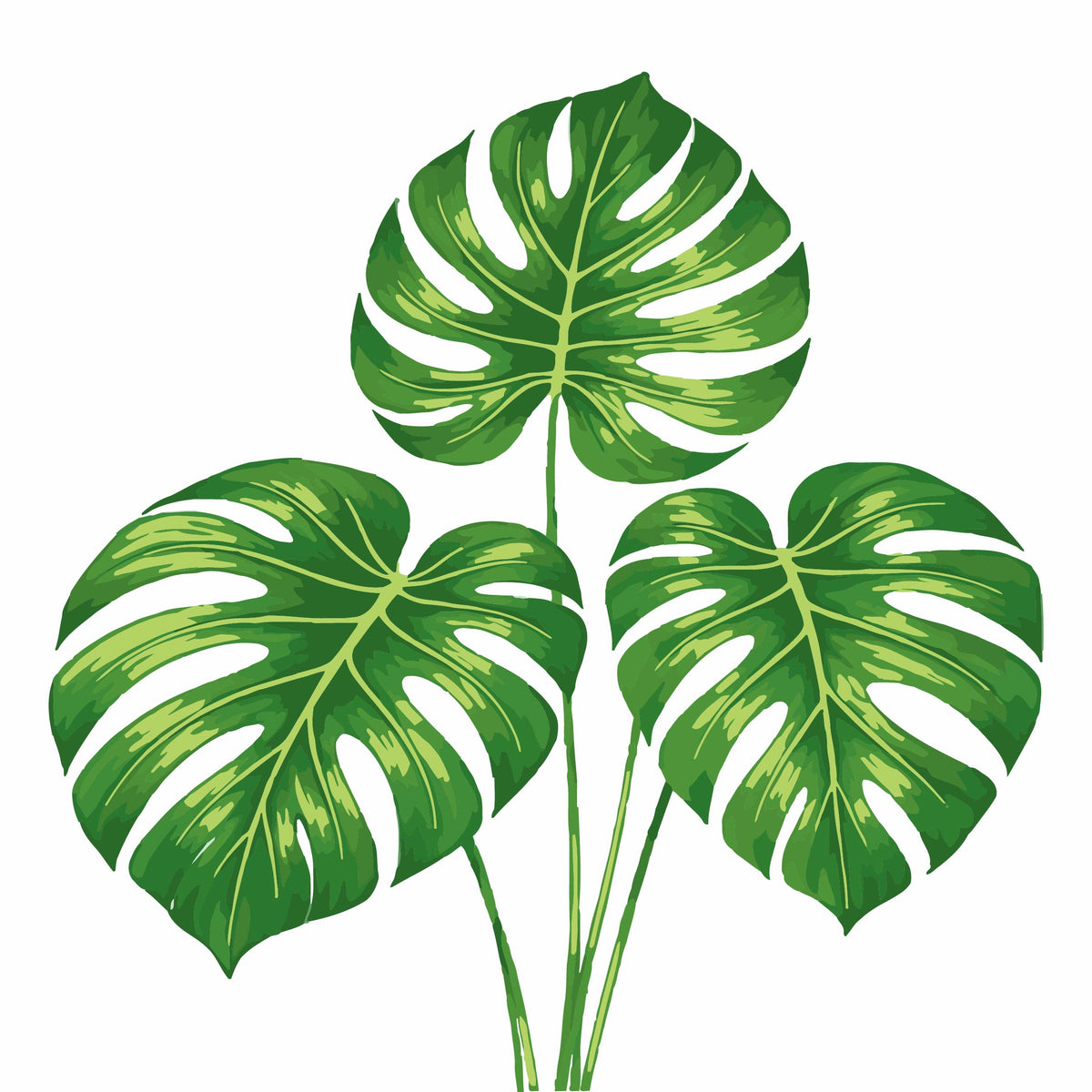 Monstera Blätter